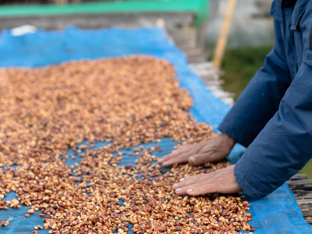 Shadenet drying bed, coffee beans spread