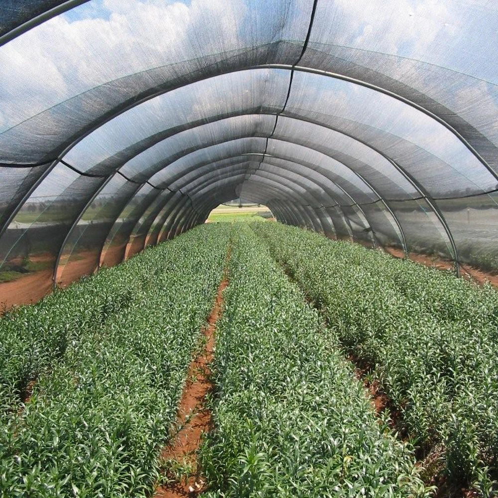 Shadenet greenhouse cover, interior view